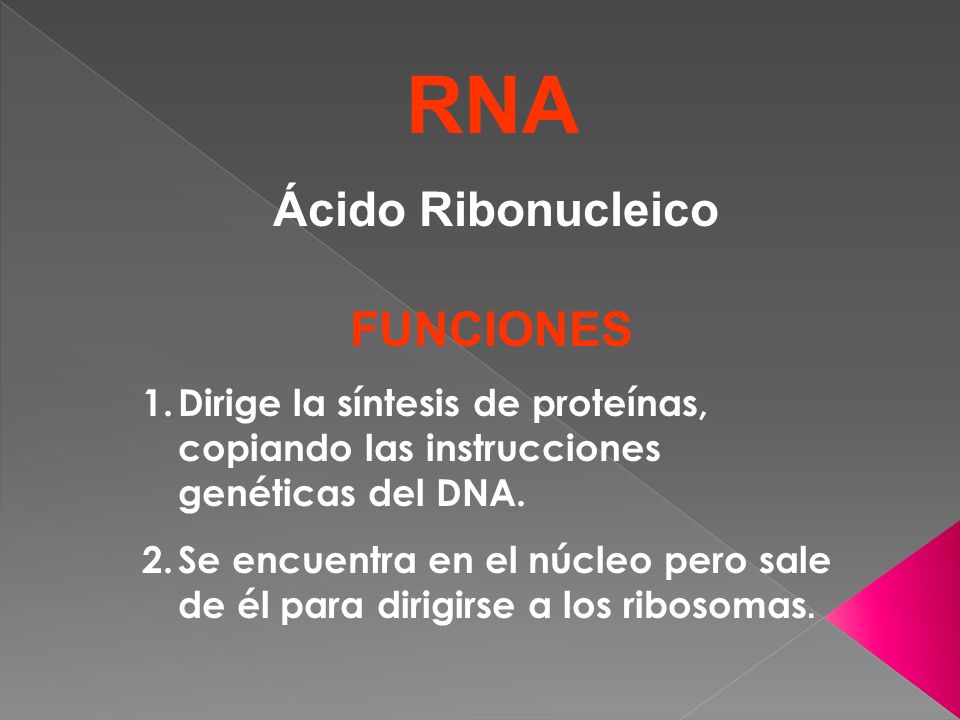 RNA Ácido Ribonucleico. FUNCIONES. Dirige la síntesis de proteínas, copiando las instrucciones genéticas del DNA.