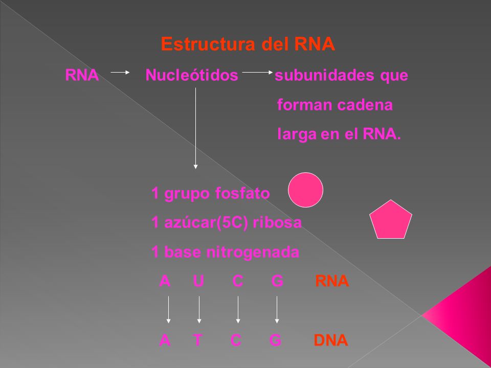 Estructura del RNA RNA Nucleótidos subunidades que. forman cadena. larga en el RNA.