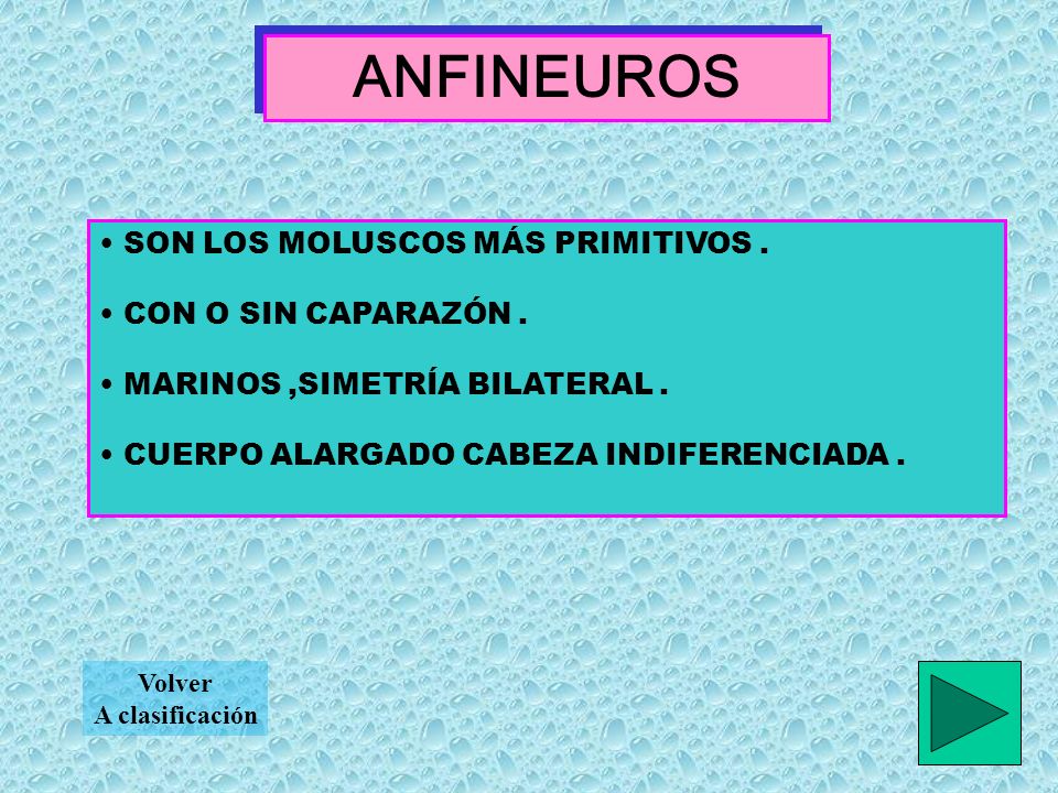 ANFINEUROS SON LOS MOLUSCOS MÁS PRIMITIVOS . CON O SIN CAPARAZÓN .