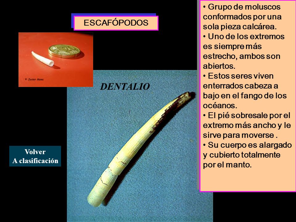 DENTALIO Grupo de moluscos conformados por una sola pieza calcárea.