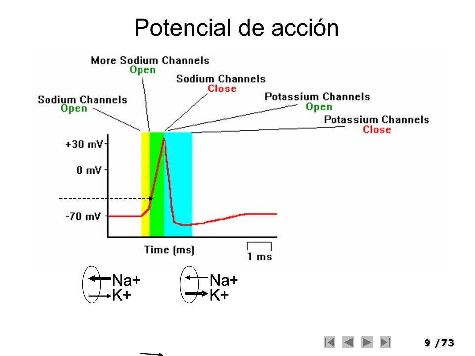 Potencial de acción Na+ Na+ Na+ Na+ K+ K+ K+ K+