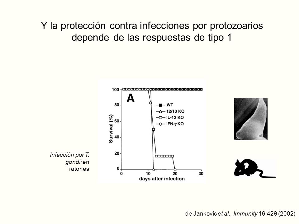 Y la protección contra infecciones por protozoarios depende de las respuestas de tipo 1