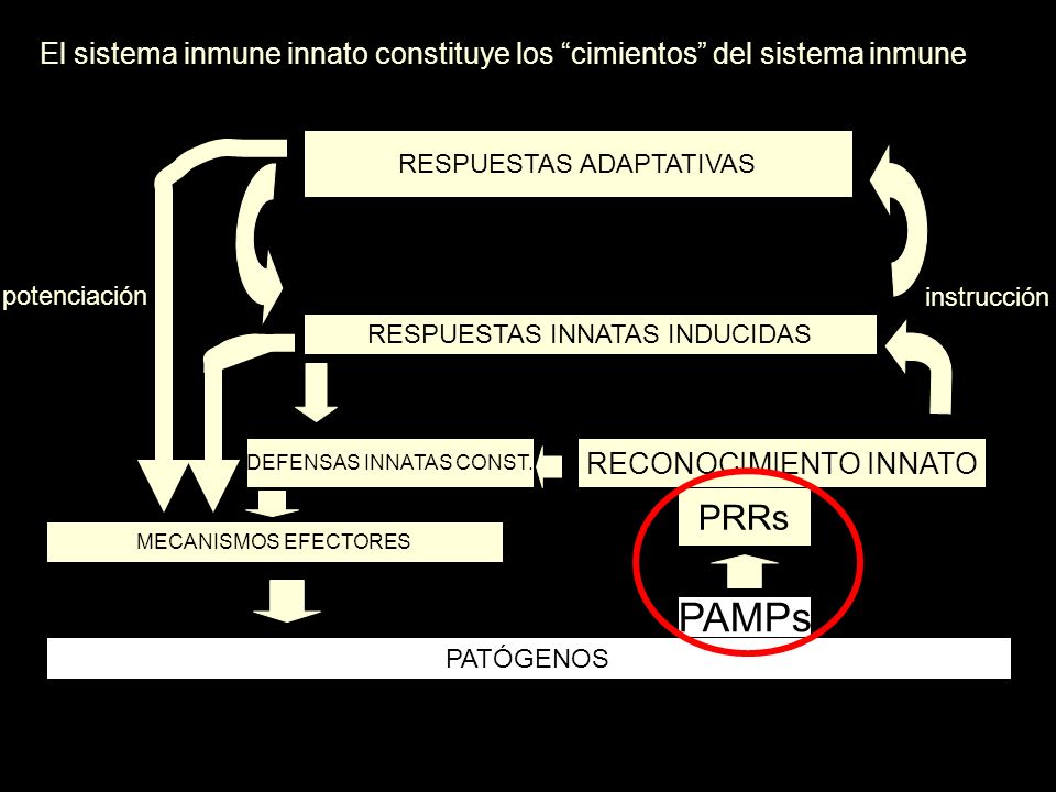 El sistema inmune innato constituye los cimientos del sistema inmune