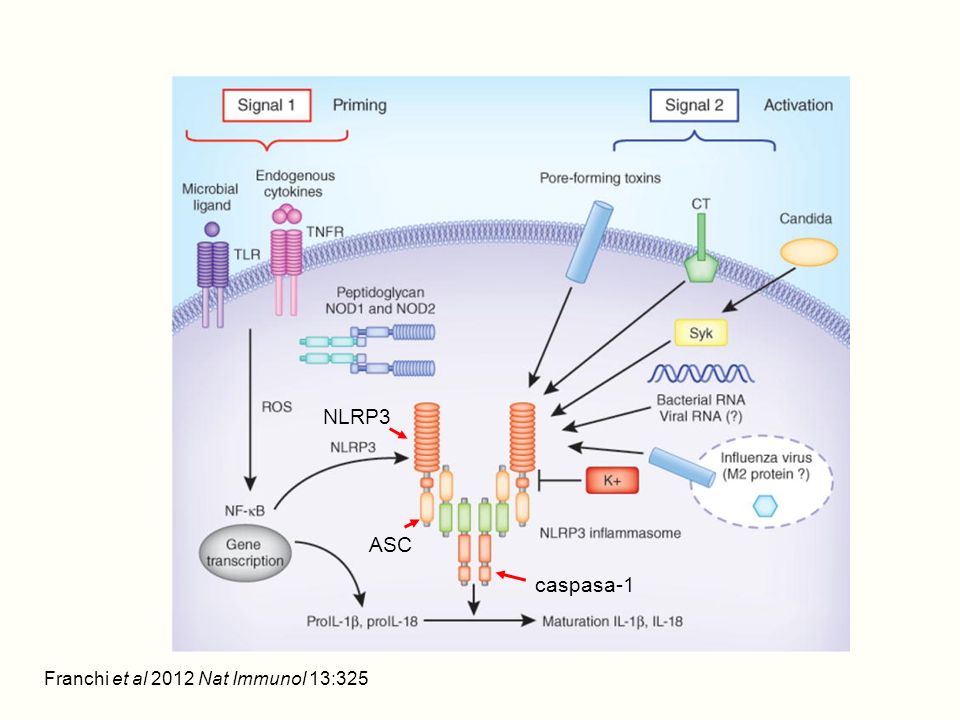NLRP3 ASC caspasa-1 Franchi et al 2012 Nat Immunol 13:325