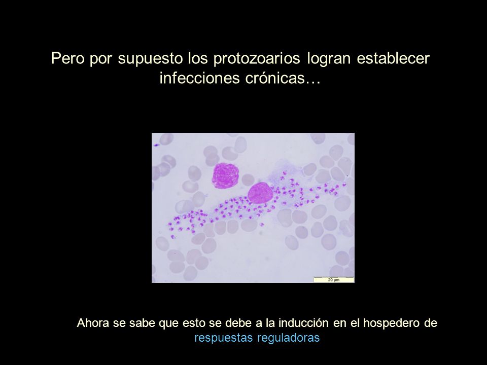 Pero por supuesto los protozoarios logran establecer infecciones crónicas…