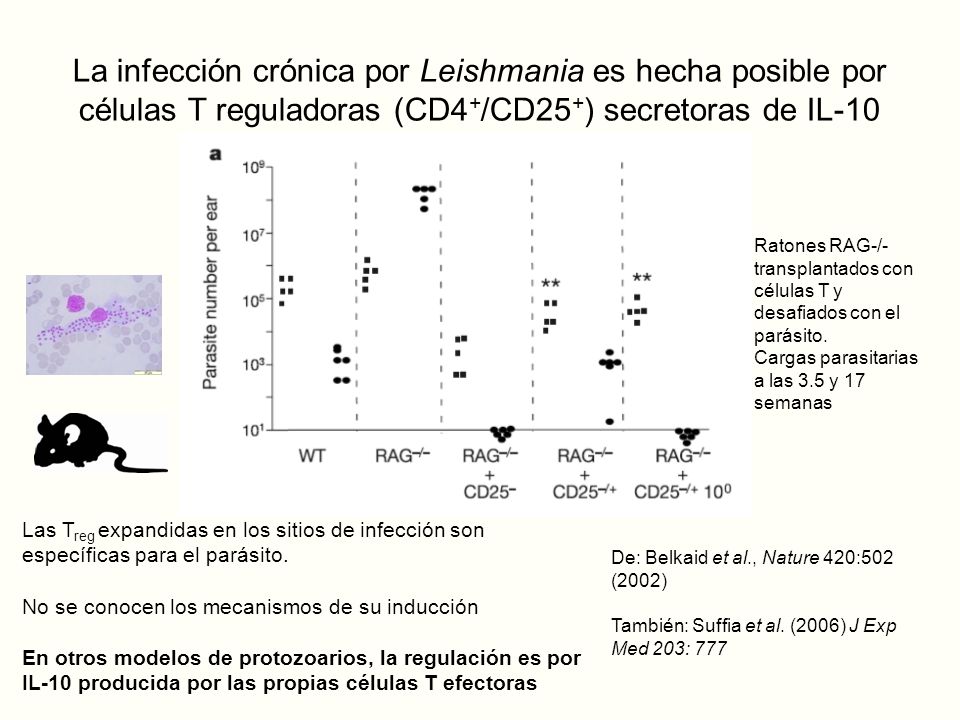 La infección crónica por Leishmania es hecha posible por células T reguladoras (CD4+/CD25+) secretoras de IL-10