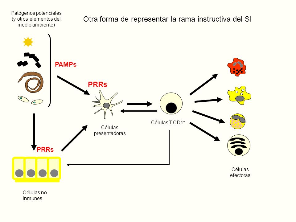 Otra forma de representar la rama instructiva del SI