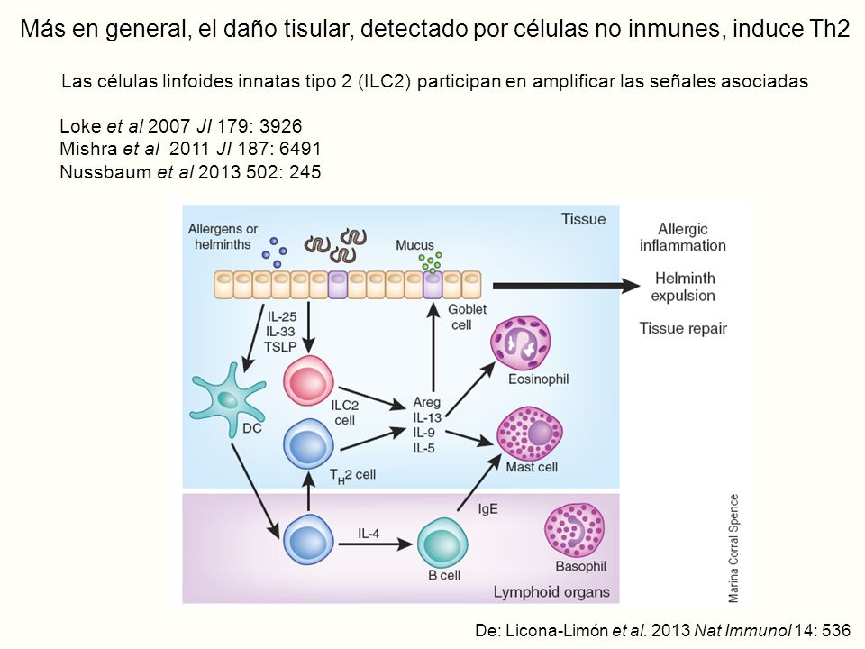 Más en general, el daño tisular, detectado por células no inmunes, induce Th2