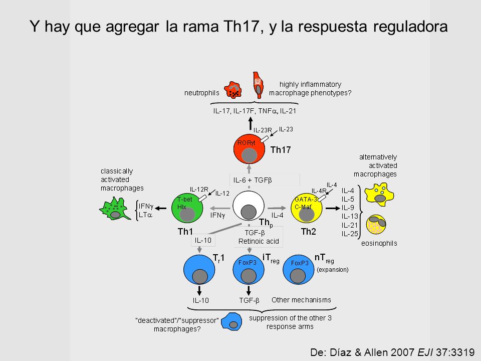 Y hay que agregar la rama Th17, y la respuesta reguladora