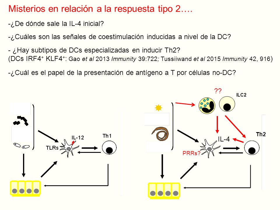 Misterios en relación a la respuesta tipo 2….