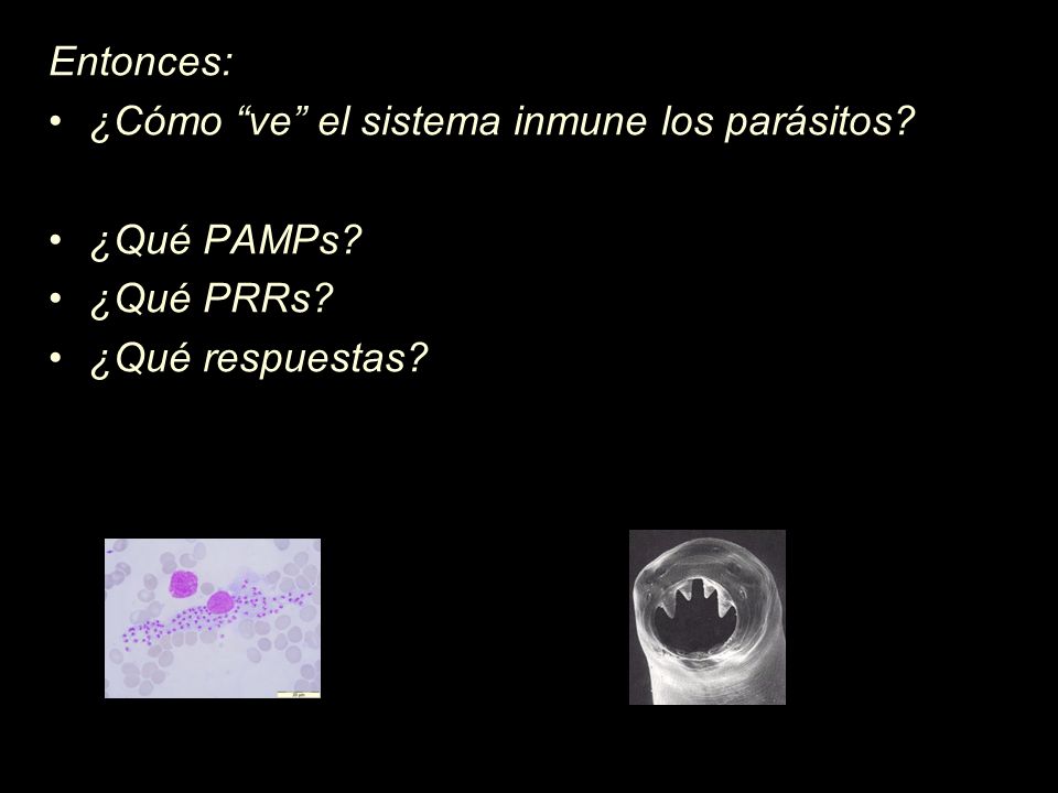 Entonces: ¿Cómo ve el sistema inmune los parásitos ¿Qué PAMPs ¿Qué PRRs ¿Qué respuestas