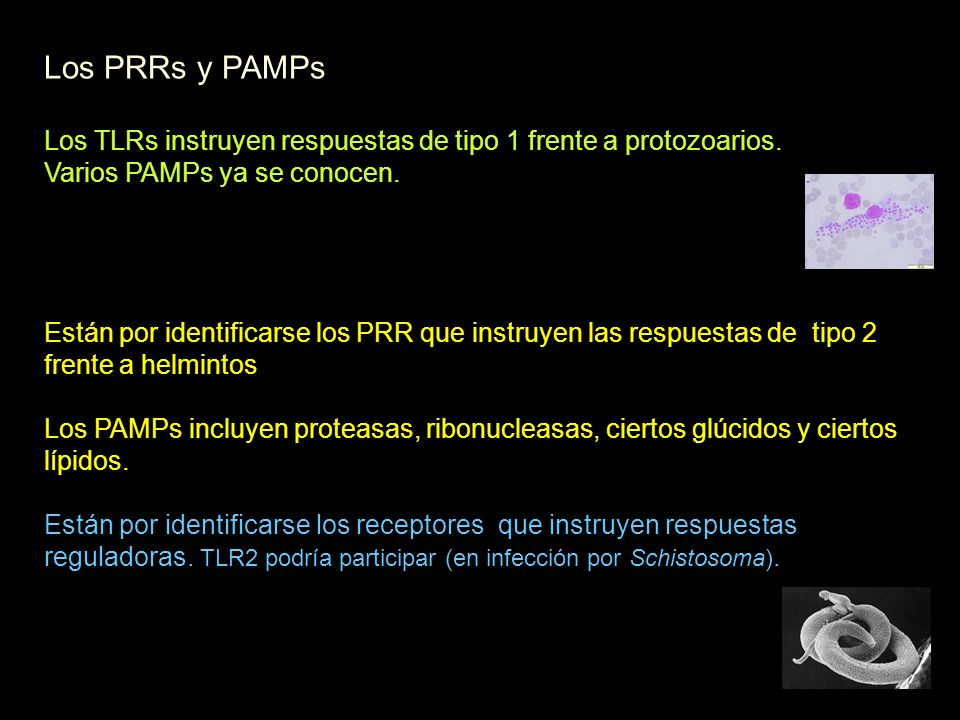 Los PRRs y PAMPs Los TLRs instruyen respuestas de tipo 1 frente a protozoarios. Varios PAMPs ya se conocen.