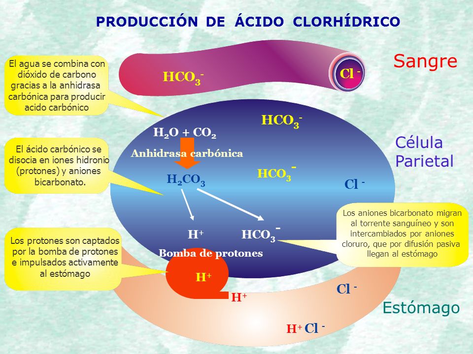 Sangre Célula Parietal Estómago PRODUCCIÓN DE ÁCIDO CLORHÍDRICO Cl -