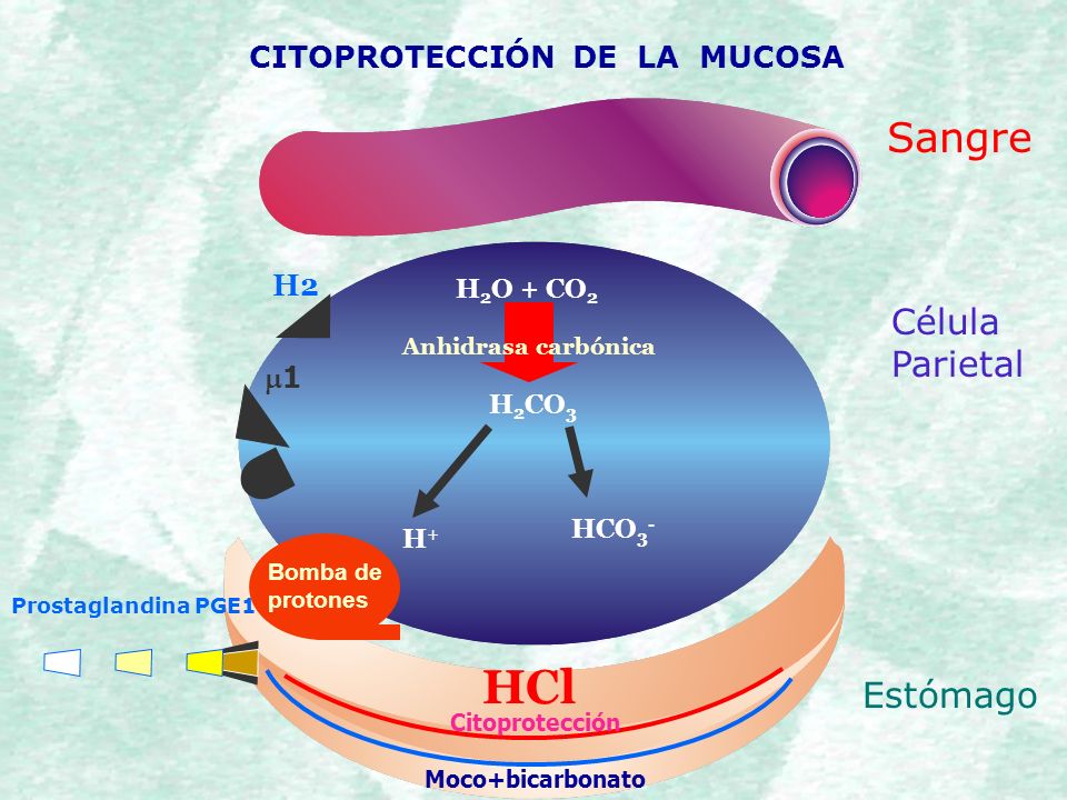 HCl Sangre Célula Parietal Estómago CITOPROTECCIÓN DE LA MUCOSA H2 m1