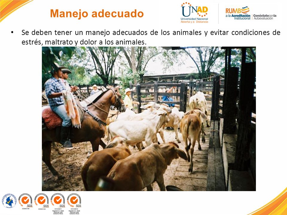 Manejo adecuado Se deben tener un manejo adecuados de los animales y evitar condiciones de estrés, maltrato y dolor a los animales.
