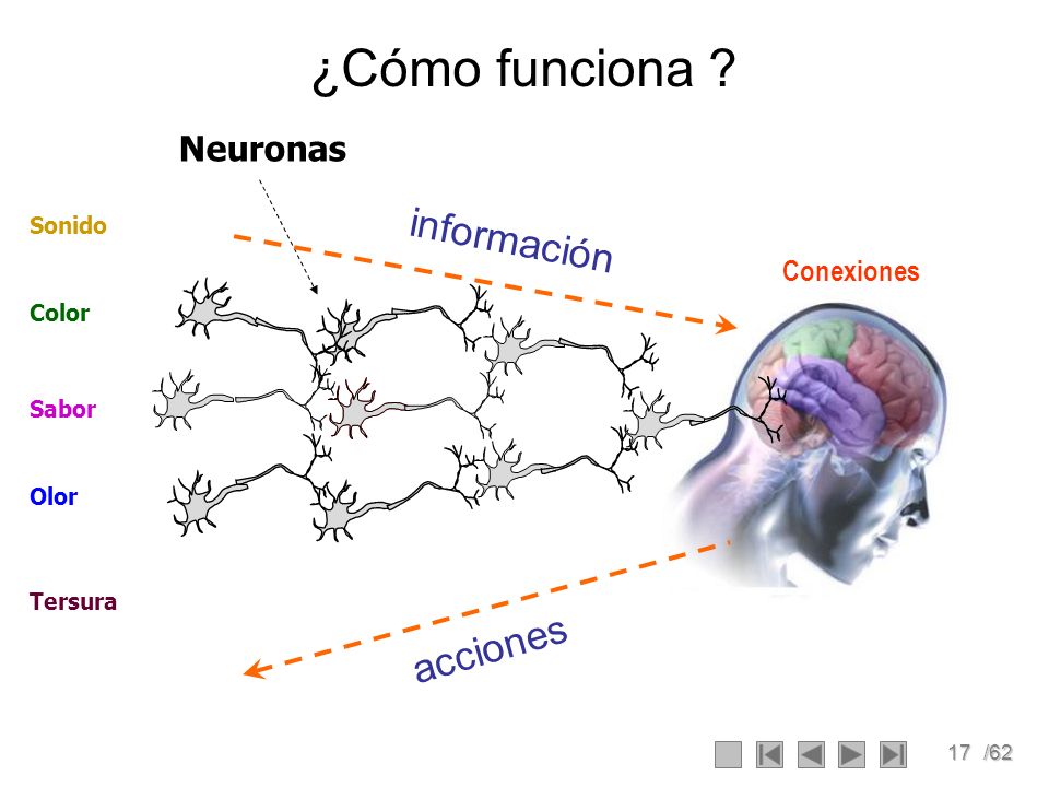 ¿Cómo funciona información acciones Neuronas Conexiones Sonido Color