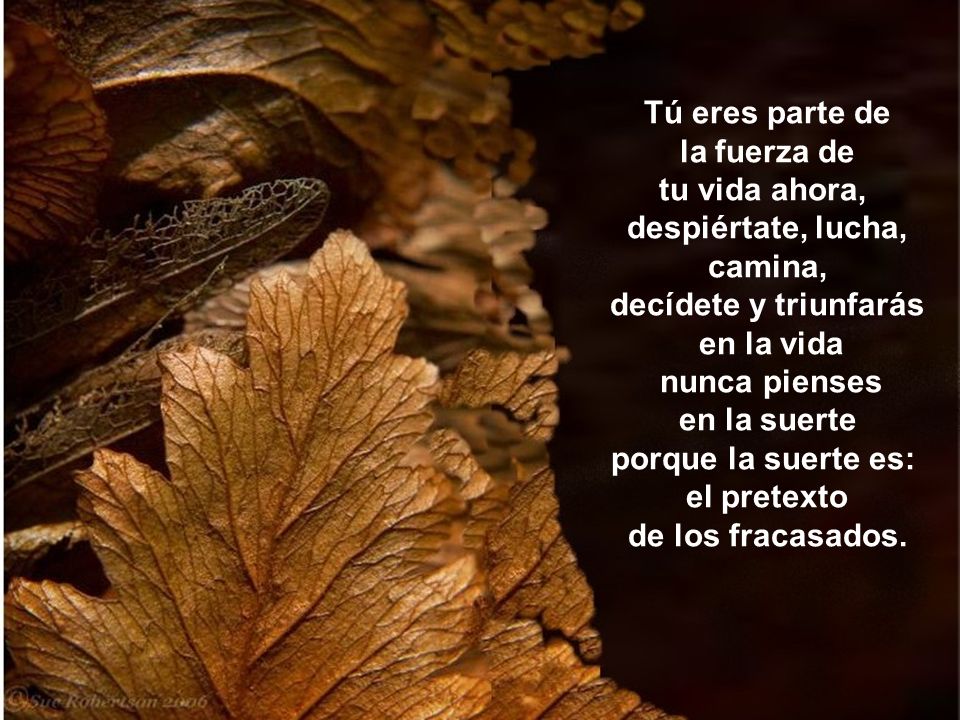 tu vida ahora, despiértate, lucha, camina, decídete y triunfarás