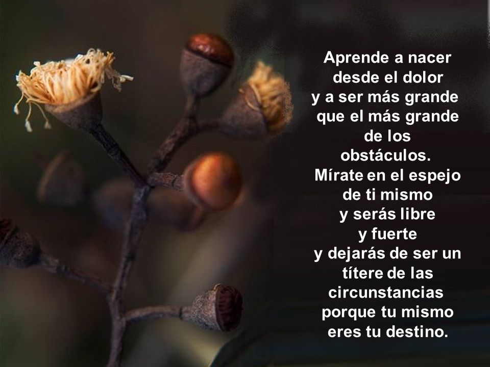 y a ser más grande que el más grande de los