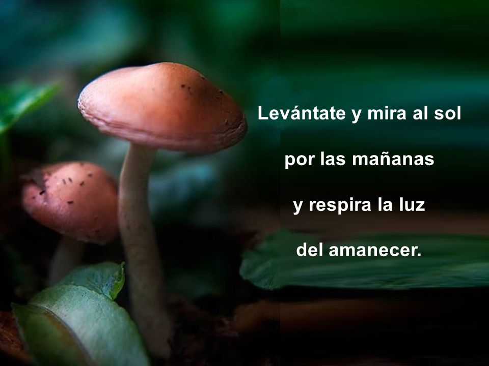 Levántate y mira al sol por las mañanas y respira la luz del amanecer.