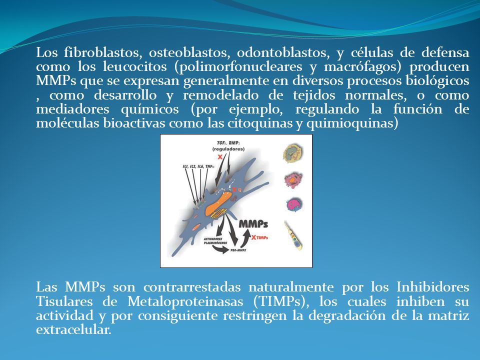 Los fibroblastos, osteoblastos, odontoblastos, y células de defensa como los leucocitos (polimorfonucleares y macrófagos) producen MMPs que se expresan generalmente en diversos procesos biológicos , como desarrollo y remodelado de tejidos normales, o como mediadores químicos (por ejemplo, regulando la función de moléculas bioactivas como las citoquinas y quimioquinas)