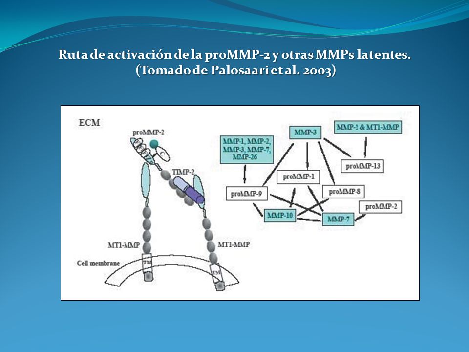 Ruta de activación de la proMMP-2 y otras MMPs latentes.