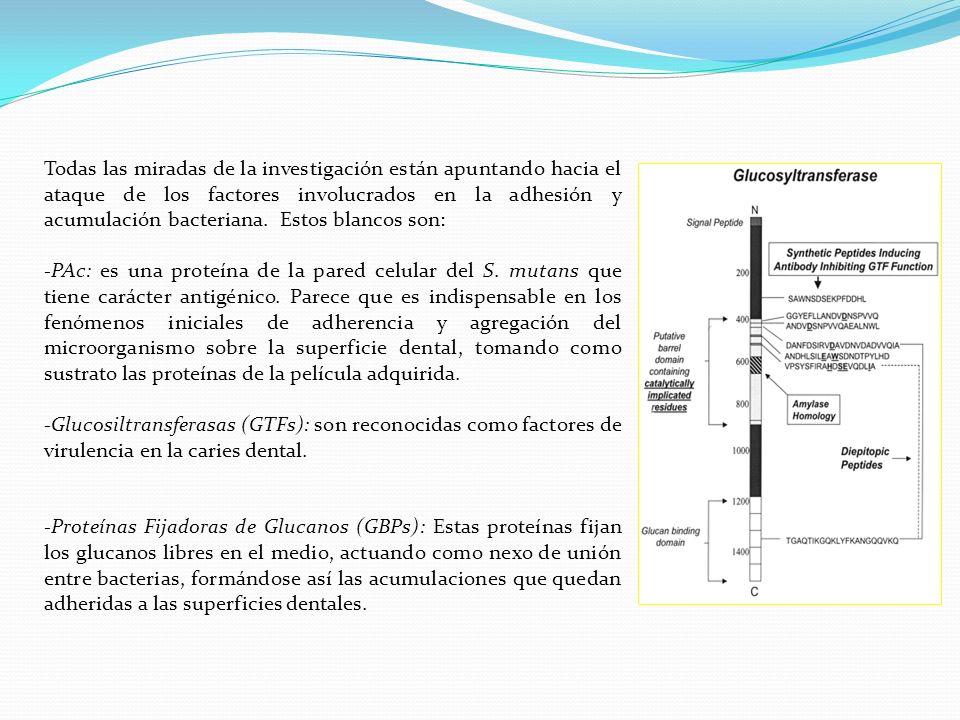 Todas las miradas de la investigación están apuntando hacia el ataque de los factores involucrados en la adhesión y acumulación bacteriana. Estos blancos son: