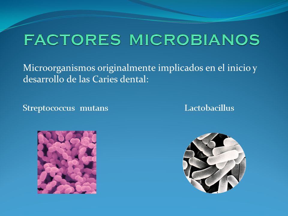 FACTORES MICROBIANOS Microorganismos originalmente implicados en el inicio y desarrollo de las Caries dental: