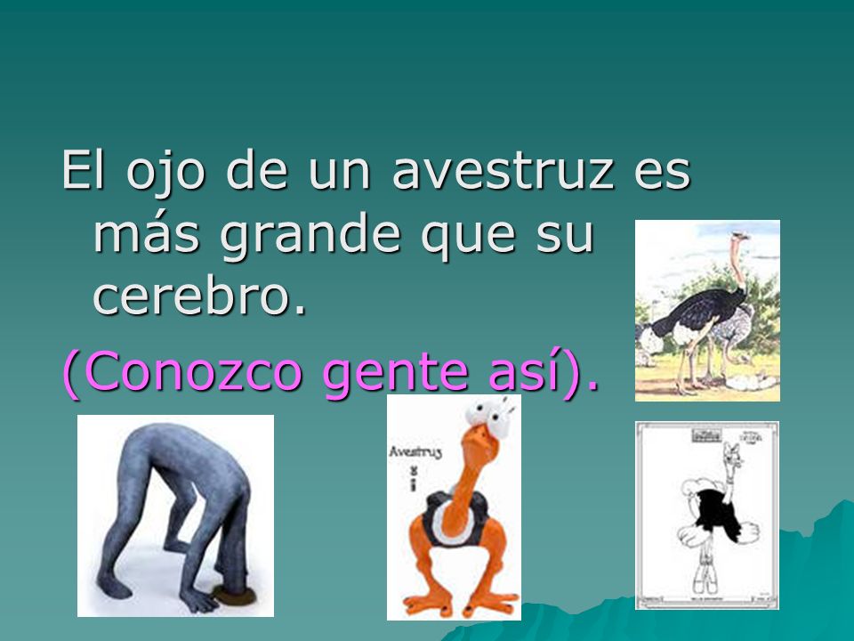 El ojo de un avestruz es más grande que su cerebro.