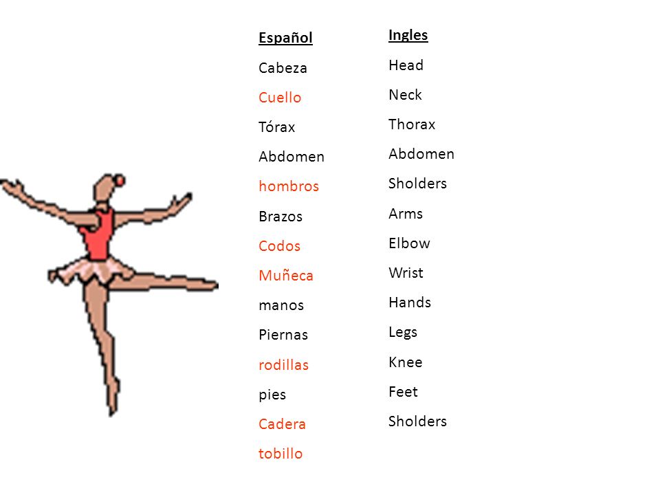 Español Cabeza. Cuello. Tórax. Abdomen. hombros. Brazos. Codos. Muñeca. manos. Piernas. rodillas.