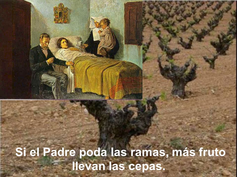 Si el Padre poda las ramas, más fruto llevan las cepas.