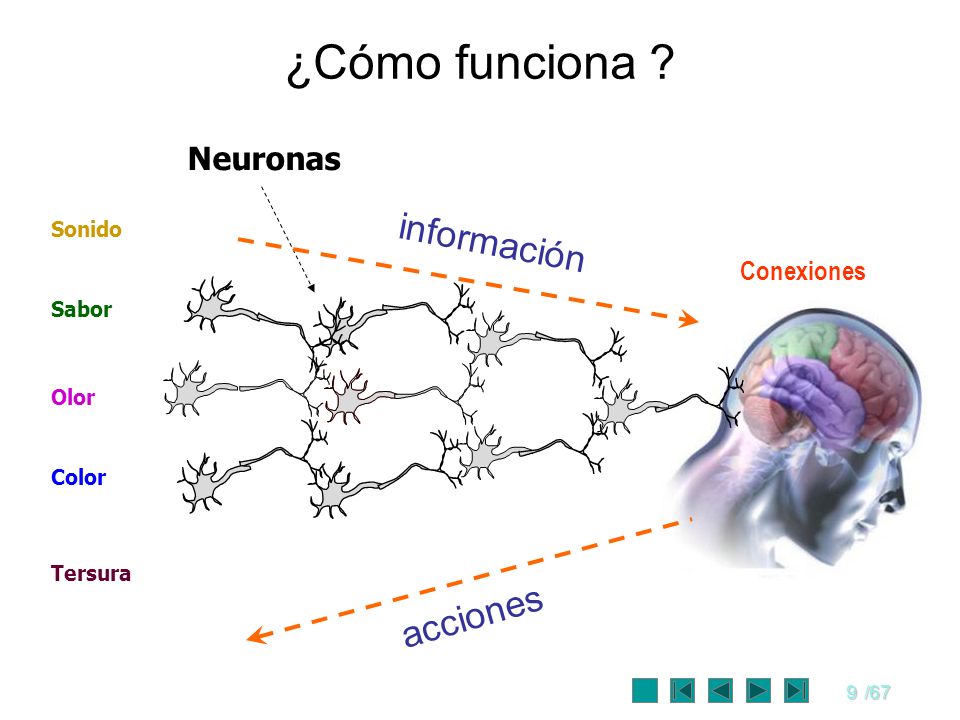 ¿Cómo funciona información acciones Neuronas Conexiones Sonido Sabor