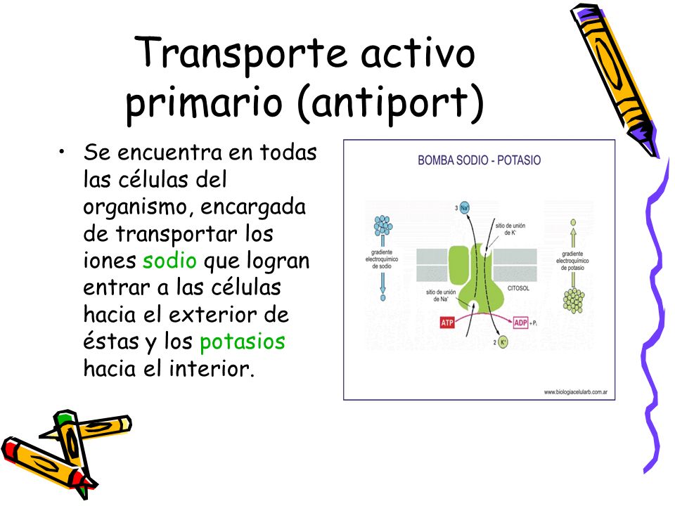Transporte activo primario (antiport)