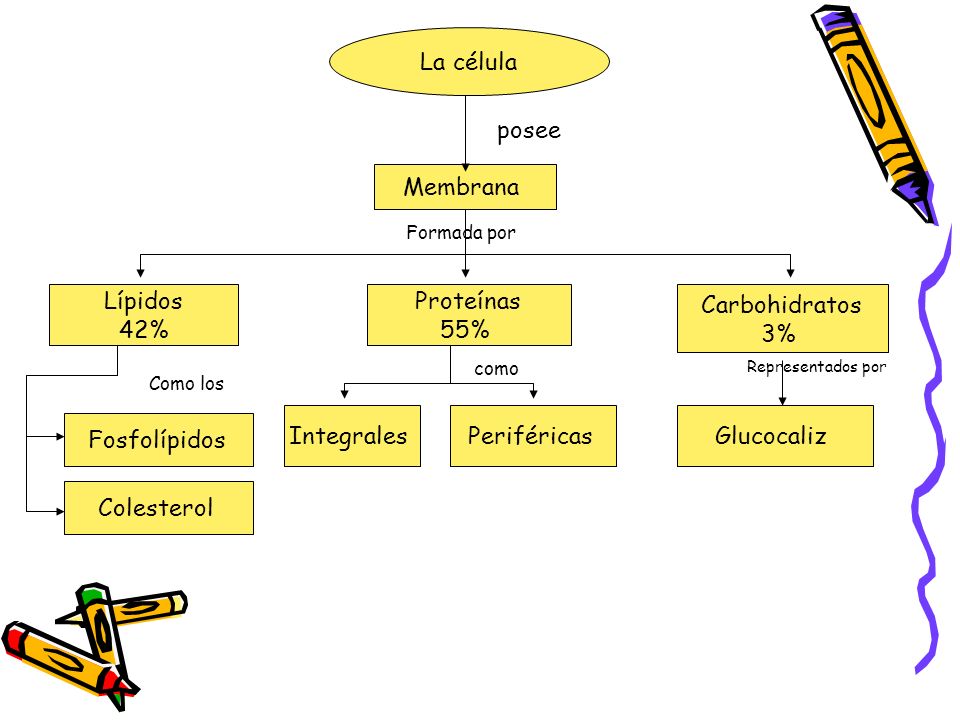 La célula posee Membrana Lípidos 42% Proteínas 55% Carbohidratos 3%