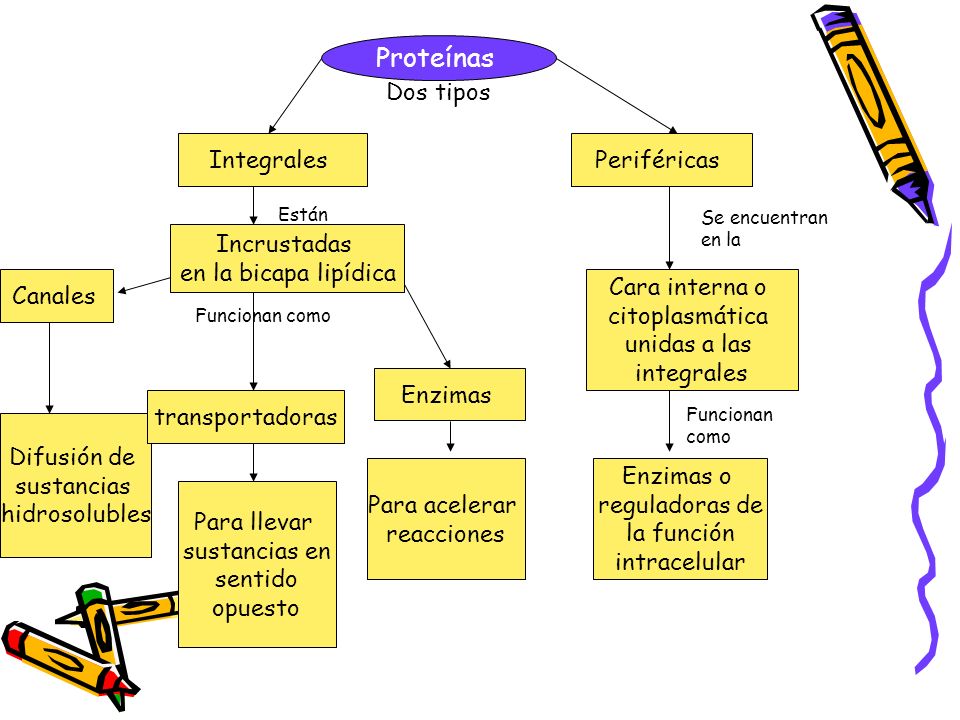 Proteínas Dos tipos Integrales Periféricas Incrustadas