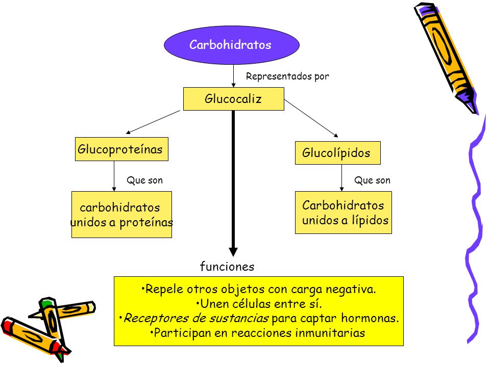 Repele otros objetos con carga negativa. Unen células entre sí.