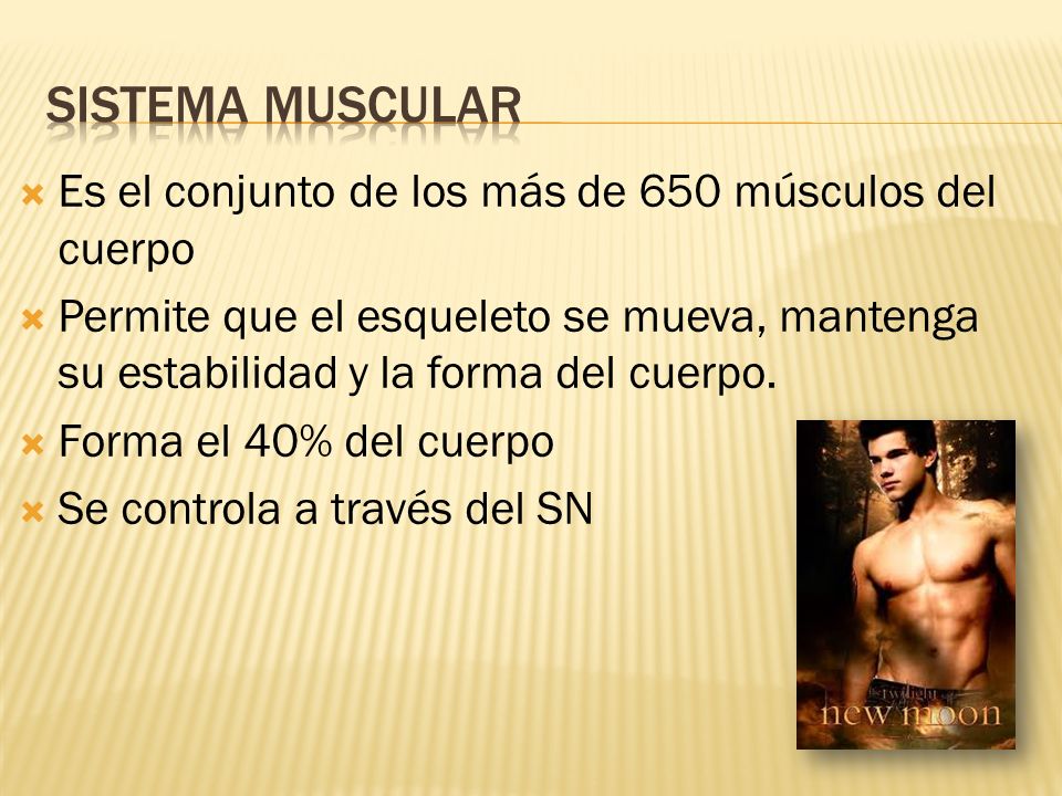 Sistema muscular Es el conjunto de los más de 650 músculos del cuerpo