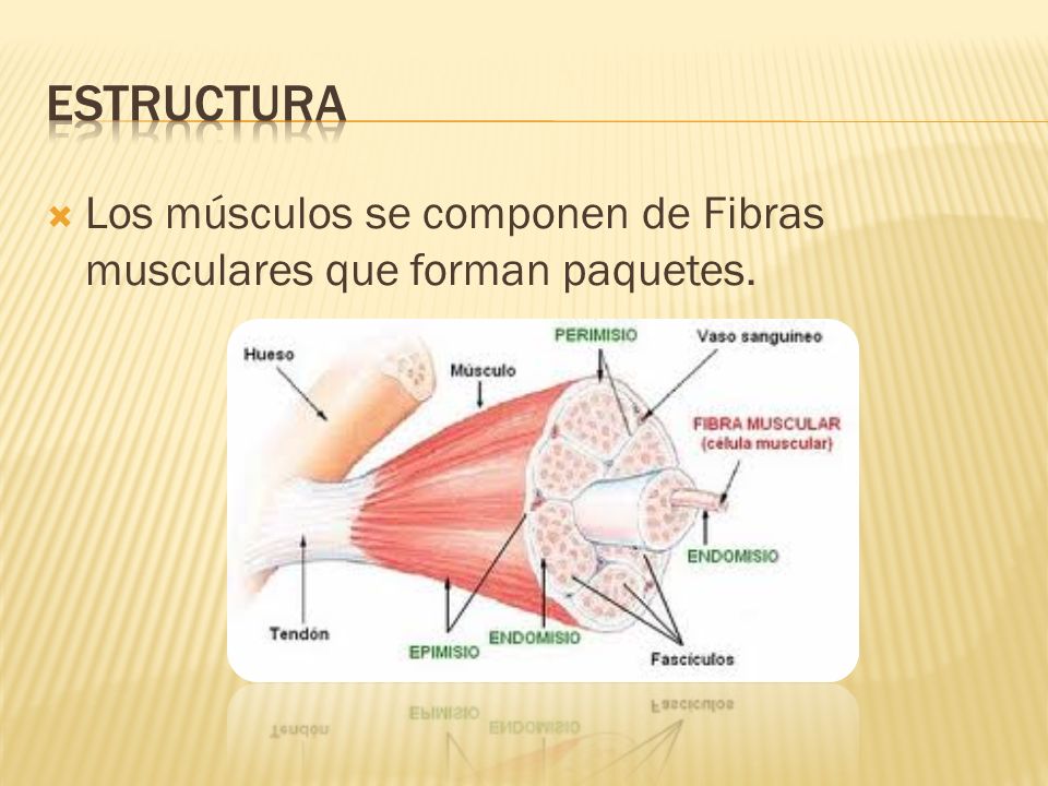 estructura Los músculos se componen de Fibras musculares que forman paquetes.