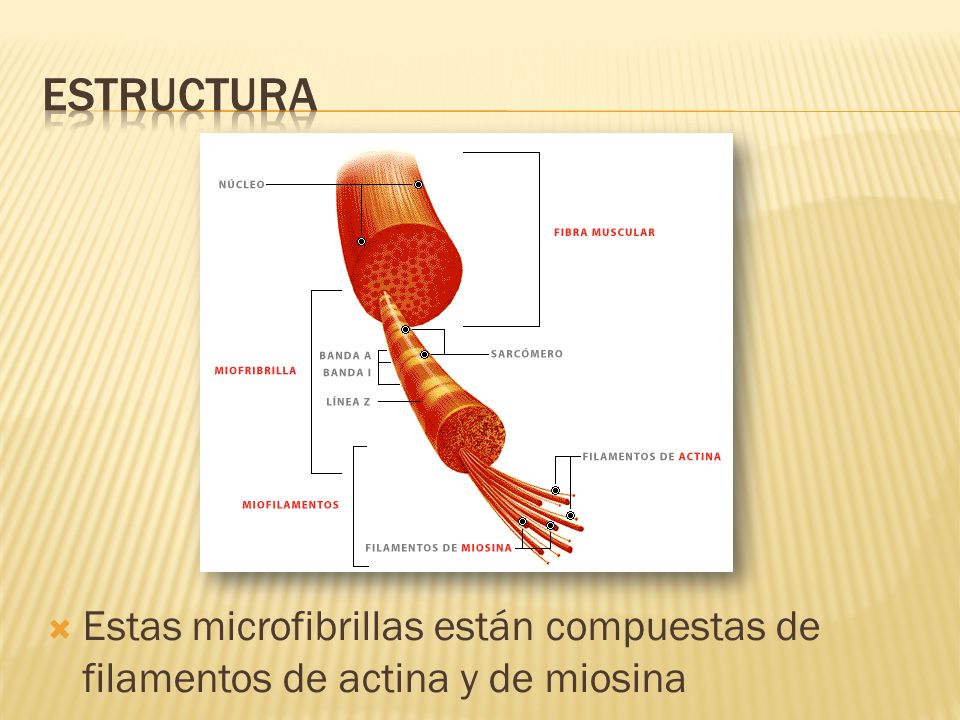 estructura Estas microfibrillas están compuestas de filamentos de actina y de miosina