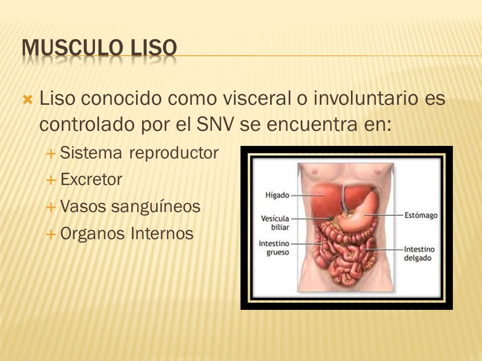 Musculo liso Liso conocido como visceral o involuntario es controlado por el SNV se encuentra en: Sistema reproductor.