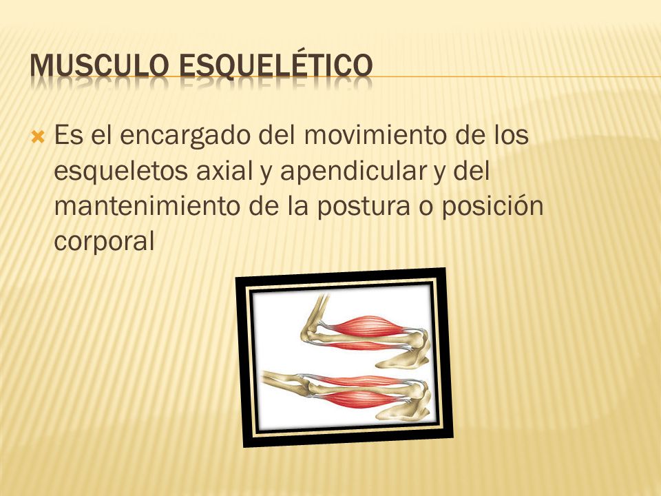 Musculo esquelético Es el encargado del movimiento de los esqueletos axial y apendicular y del mantenimiento de la postura o posición corporal.