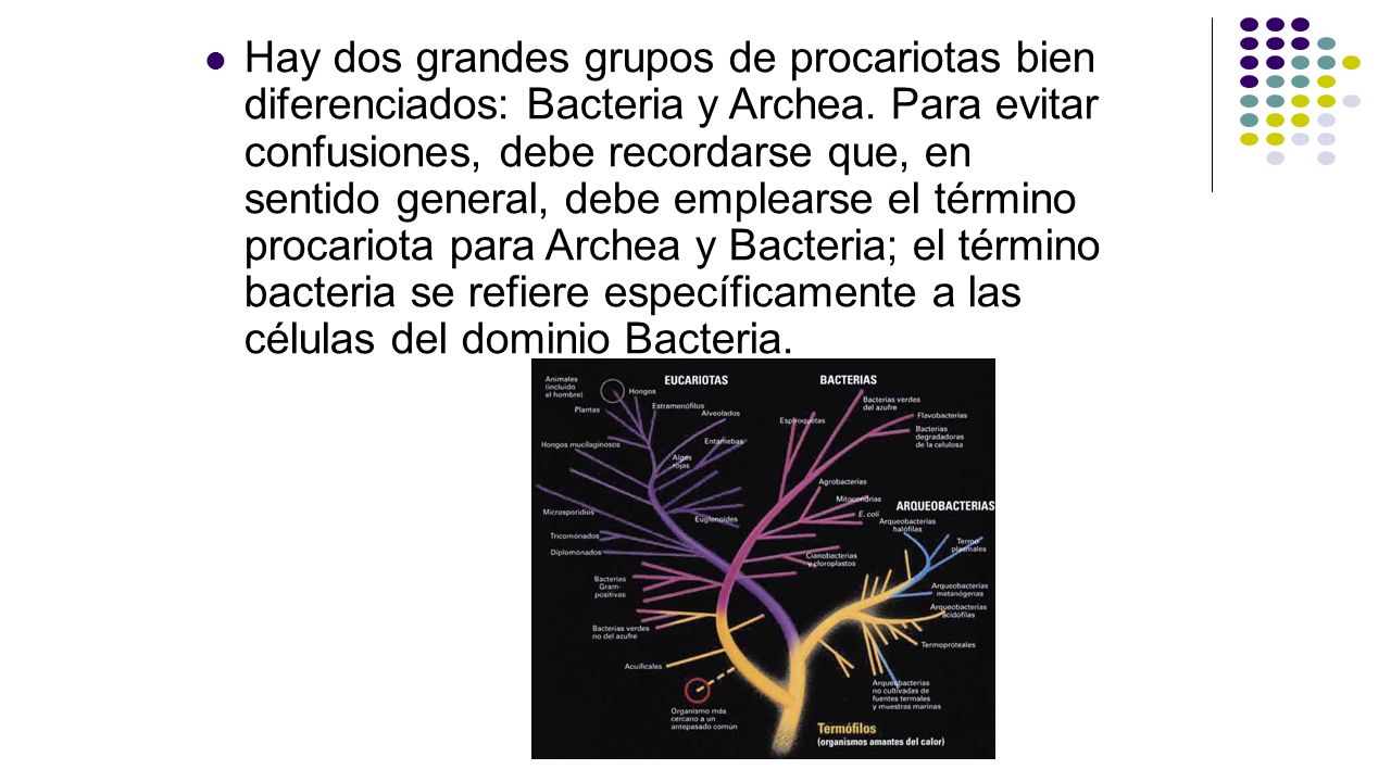 Hay dos grandes grupos de procariotas bien diferenciados: Bacteria y Archea.