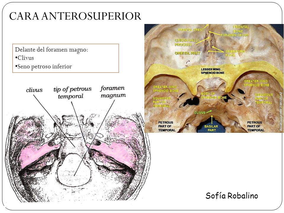 CARA ANTEROSUPERIOR Sofía Robalino Delante del foramen magno: Clivus