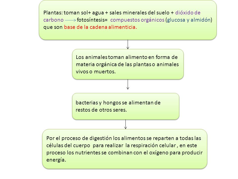 Plantas: toman sol+ agua + sales minerales del suelo + dióxido de carbono fotosíntesis= compuestos orgánicos (glucosa y almidón) que son base de la cadena alimenticia.