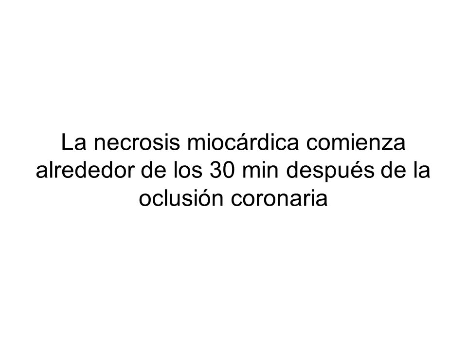 La necrosis miocárdica comienza alrededor de los 30 min después de la oclusión coronaria