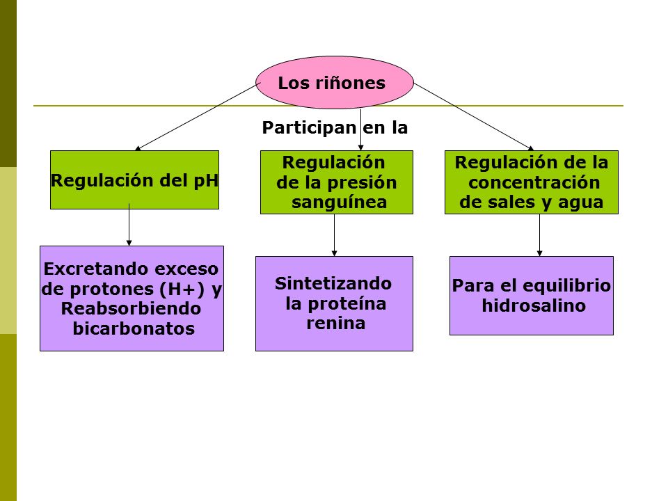 Los riñones Participan en la. Regulación del pH. Regulación. de la presión. sanguínea. Regulación de la.