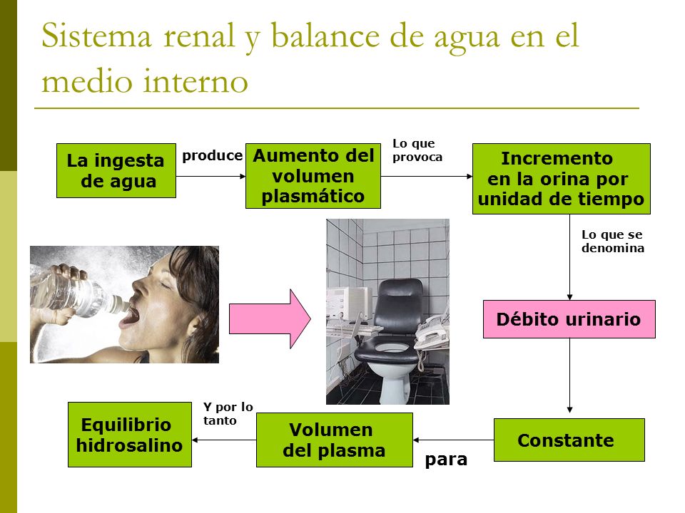 Sistema renal y balance de agua en el medio interno