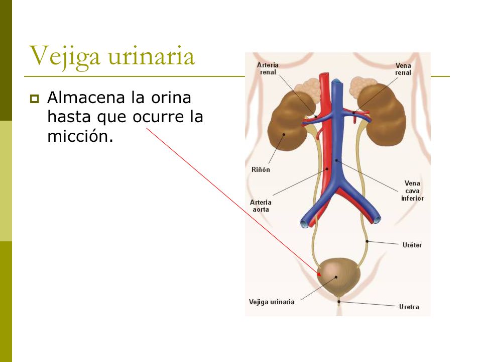 Vejiga urinaria Almacena la orina hasta que ocurre la micción.