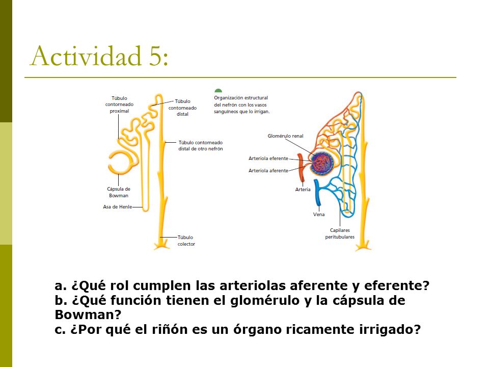 Actividad 5: a. ¿Qué rol cumplen las arteriolas aferente y eferente