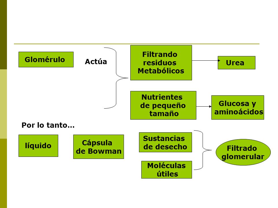 Filtrando residuos. Metabólicos. Glomérulo. Actúa. Urea. Nutrientes. de pequeño. tamaño. Glucosa y.