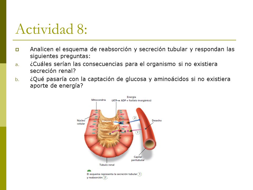 Actividad 8: Analicen el esquema de reabsorción y secreción tubular y respondan las siguientes preguntas: